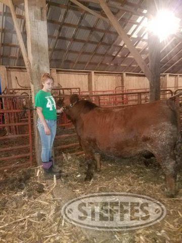 Madison Campbell, Market Beef, Steer,